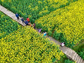 【100天的春季 100分的美丽】贵州黔西：赏花正当时