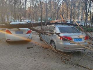 风吹枯树倒 殃及地面车