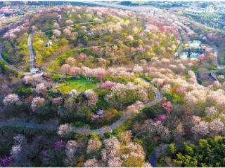 春日乡村 樱花烂漫