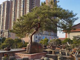 痴迷盆景30年，他在滁州闹市打造“空中花园”