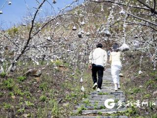 罗甸：李花灿烂春意浓 游客驻足赏花容