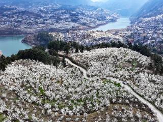 赫章：“党建链”赋能“产业链” 群众“花样”增收