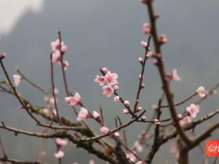 与春光铜行||碧江灯塔街道：桃花春色暖先开