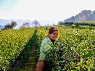 宜居茶飘香 茶农采摘忙