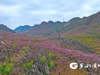 【一百天的春季 一百分的美丽】兴义市绿化村：万亩桃花竞相绽放 春日“花海”引客来