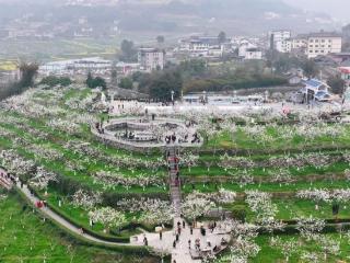 四川苍溪：“颜值”变产值 花经济助力文旅产业蓬勃发展