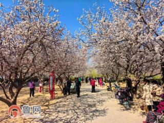 春天的第一趟旅行——花样菏泽！