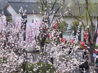 “三花”开，游客来！丹江口打造“沉浸式”赏花新场景