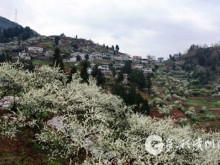 习水县二郎镇：李花油菜花共绘春日胜景