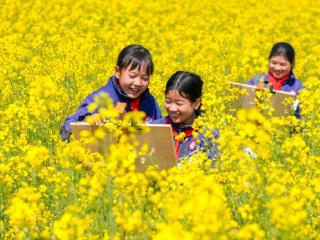 江西南丰：油菜花中写生忙