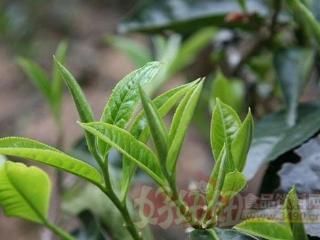 我国科研人员解码茶树基因组遗传变异图谱