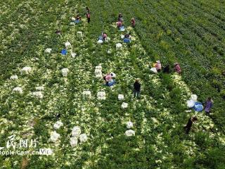 广西昭平：春分时节农事忙