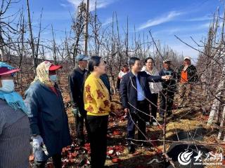 潍坊诸城市南湖区人大调研苹果产业 助力果农增收致富