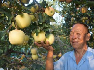 曲阜吴村：一颗“金桃”甜了千家农户