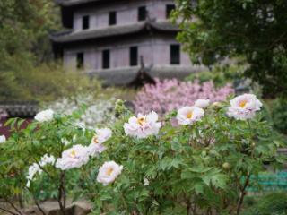 花与城：浪漫背后的杭州脉动