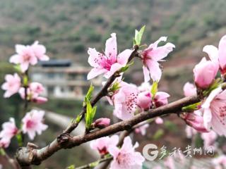 习水县土城镇：春风拂桃林 花海富乡村