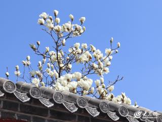 泰山普照寺玉兰花开正盛