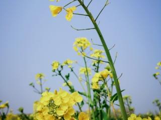 春分，合肥繁花如画（图）