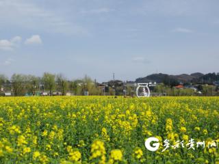 风吹花浪 播州区花茂村春日盛景醉游人