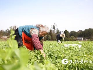 绥阳县风华镇：豌豆尖喜获丰收 “鲜” 气十足