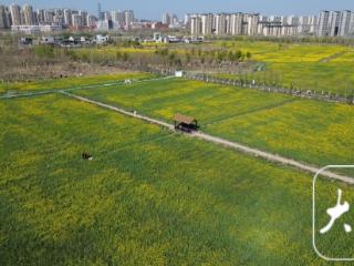 合肥瑶海350亩油菜花海醉游人