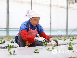 抢抓春日好时光 龙里黄瓜定植全面铺开