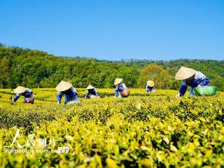 江西上高：春来采茶忙