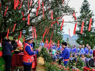 春分时节祭茶祖