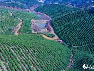 河南光山：春风和煦采茶忙