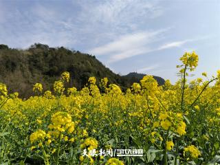 100天的春季 100分的美丽｜十里河滩：油菜花香飘四方 游人如织赏花忙