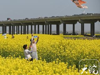 组图丨湿地“铺金”春意浓