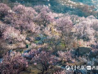 图集丨趁春光正好，来五莲大旺村赏花踏青