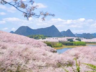 明日14点！贵安樱花园邂逅音乐惊喜