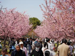 赏花季多地“全城出动”：上海顾村公园单日接待游客超10万人次