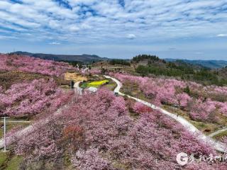 一百天的春季 一百分的美丽丨贵州贵定：樱花盛景 世外桃源