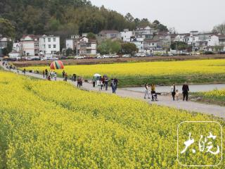 芜湖响水涧万亩油菜花进入最佳观赏期