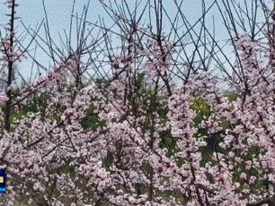 春日限定！十堰浪漫花海已上线，快来打卡