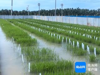 三亚南繁科研用地流转鉴证助农民增收与科研发展