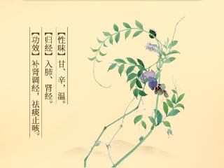 诗经里的中药第7辑——野豌豆 野菠菜