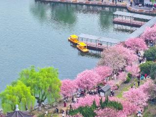 早安重庆 | 邂逅春光【3月24日】