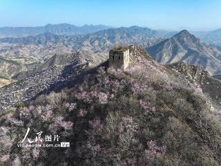 河北迁西：春到长城 山花烂漫