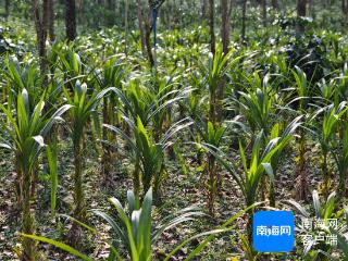 “绿叶生金”铺就好“钱”景 万宁南桥镇斑兰叶一季度产销两旺