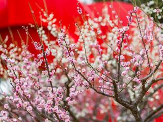 组图｜临沂迎来踏青赏花季