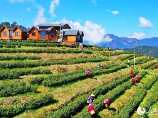 江西崇义：高山茶场开采明前茶