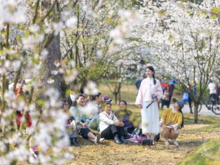 樱花盛放 百亩花海绘就春日画卷