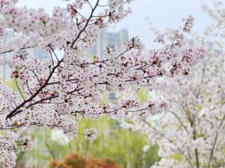 奔赴春日！邂逅淮安的“桃源生活”