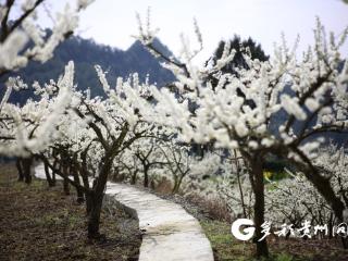 李花如雪，油菜似金!汇川区山盆镇春日浪漫“双拼”等你来