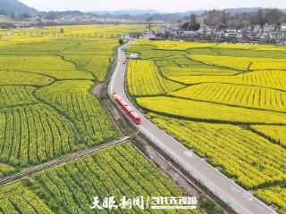 从“一枝独秀”到“百花齐放”｜贵定“金海雪山”打造二十年观察