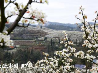 春花烂漫 | 福泉双谷村：梨花遍野 阳戏古朴