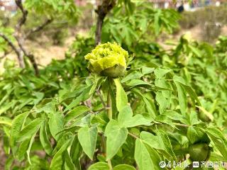 《国色芳华》同款牡丹开了！就在曹州百花园！